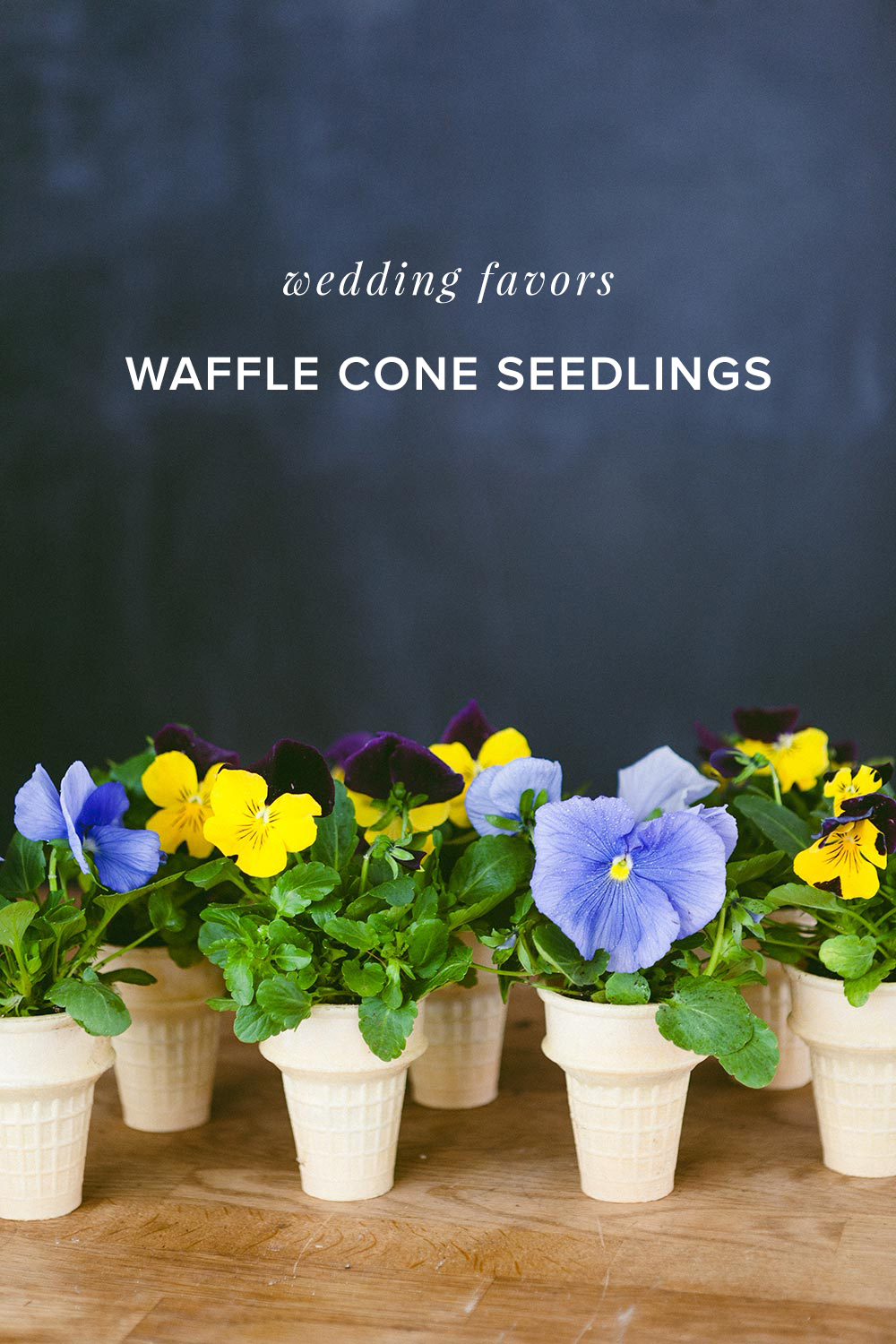 Ice cream Cone Seedlings