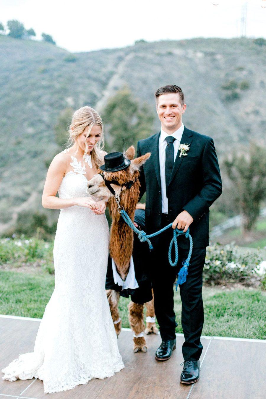 Lovable Backyard Wedding Alpacas 01